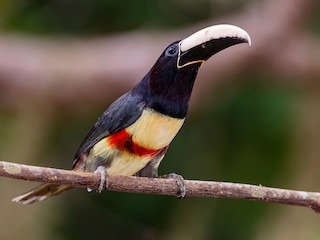  - Black-necked Aracari