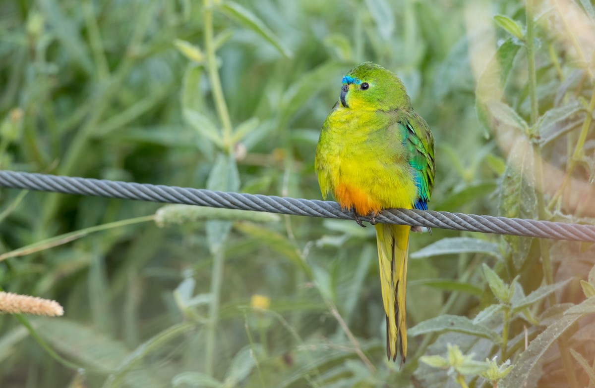 Orange-bellied Parrot - Ian Davies