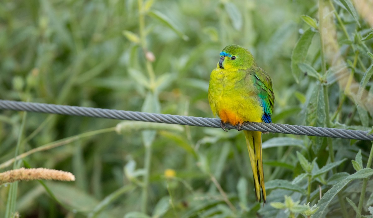 Orange-bellied Parrot - Ian Davies