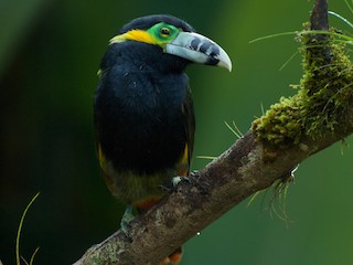  - Spot-billed Toucanet