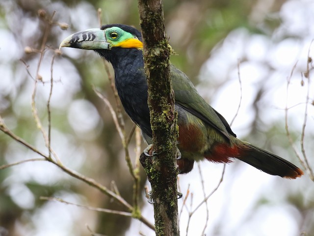 Photos - Spot-billed Toucanet - Selenidera maculirostris - Birds of the  World