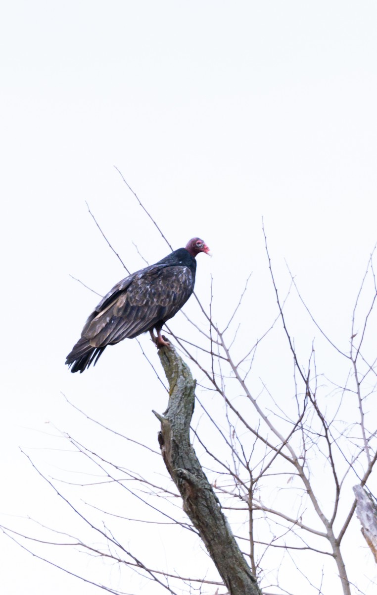 Turkey Vulture - Jim Triplett