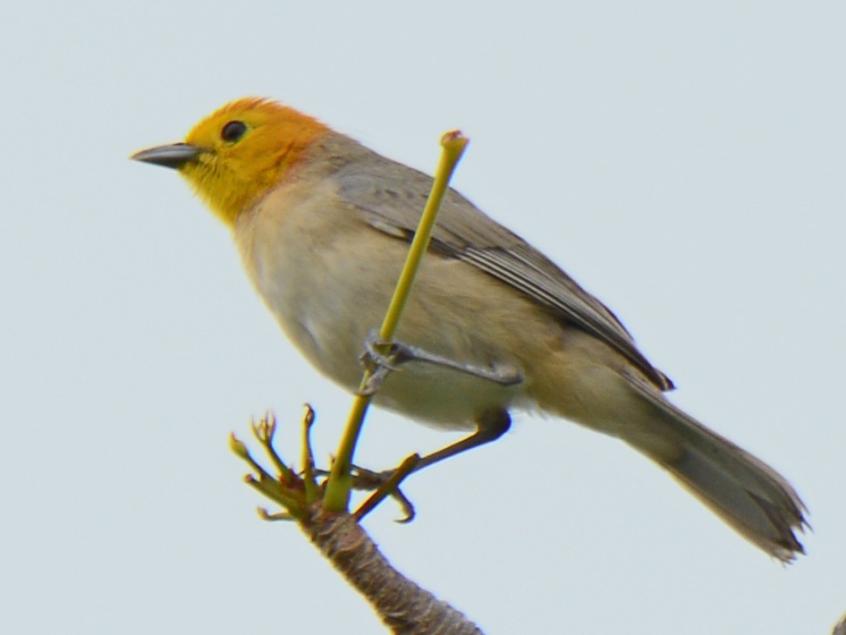 Orange-headed Tanager - Christopher Rex Prevett