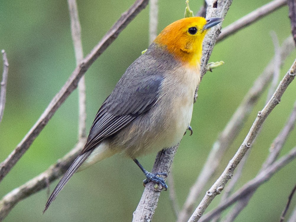 Orange-headed Tanager - Hudson - BirdsRio