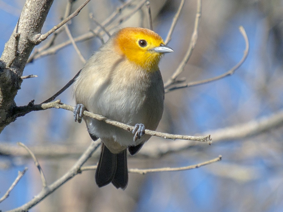 Orange-headed Tanager - Martin Manassero