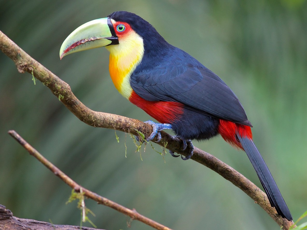 Red-breasted Toucan - Luiz Matos