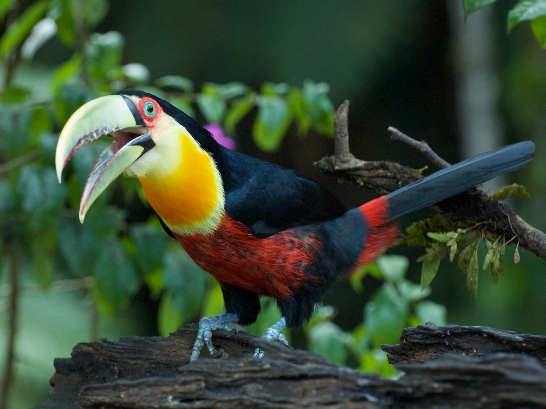 Red-breasted Toucan - Andreas Kostic