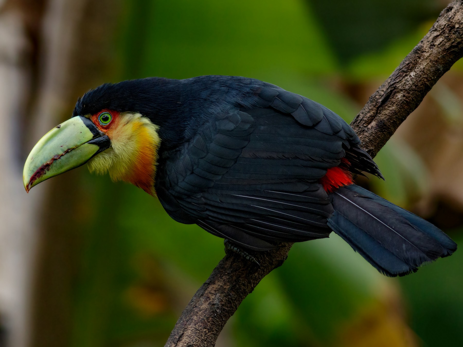 Red-breasted Toucan - Kacau Oliveira