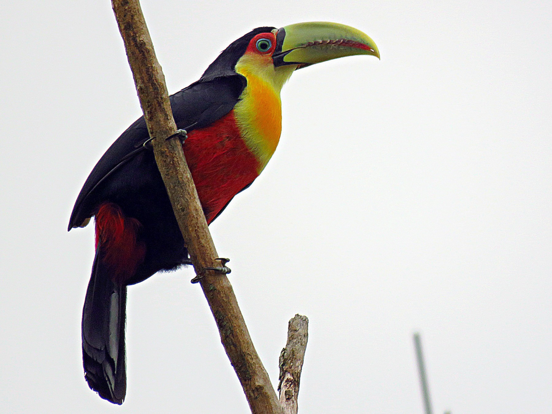 Red-breasted Toucan - Fernando Lotto