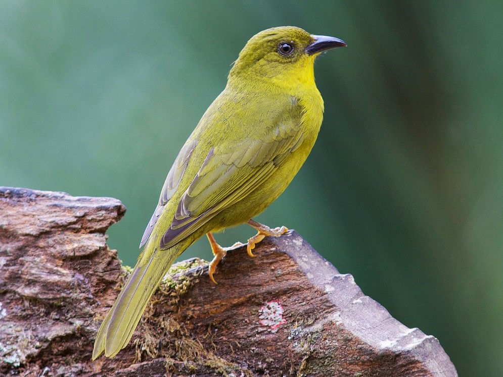 Olive-green Tanager - Orthogonys chloricterus - Birds of the World