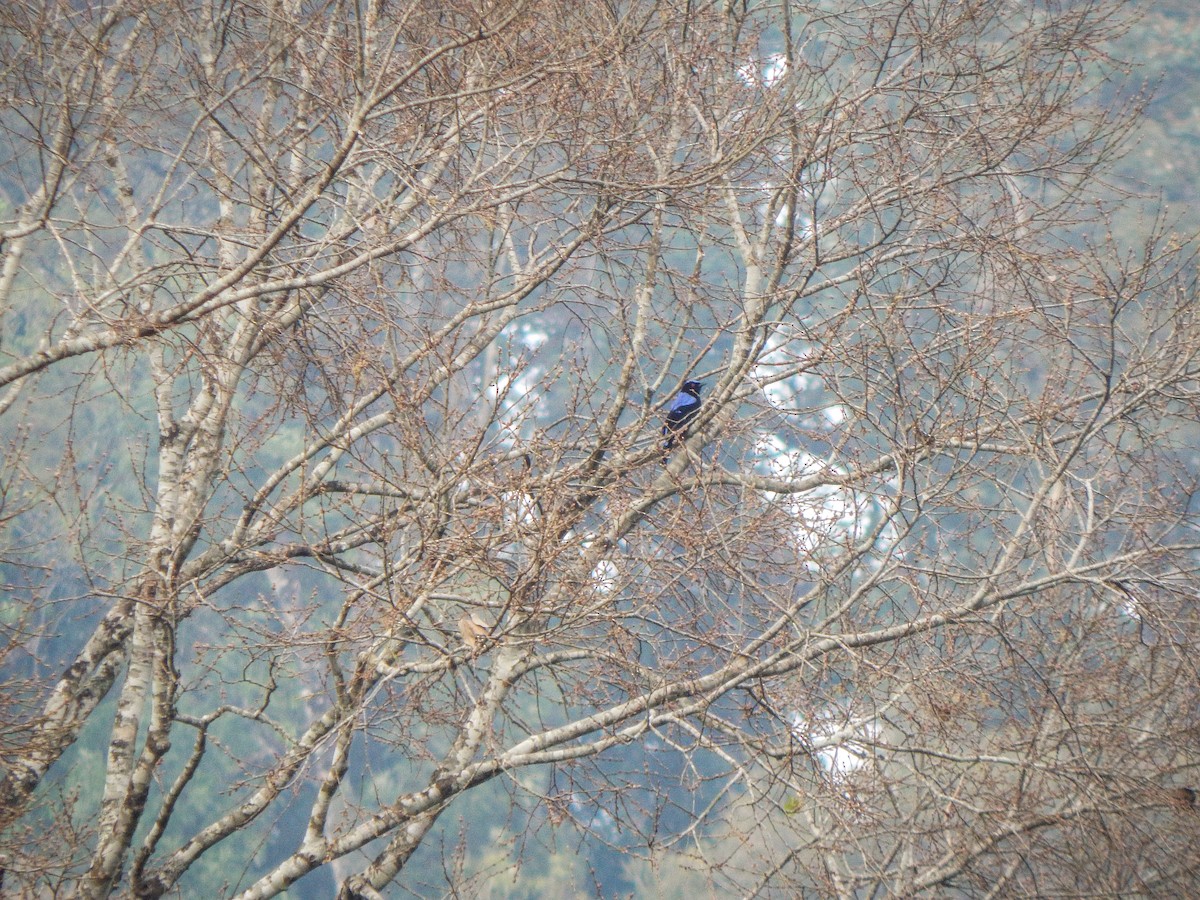 Asian Fairy-bluebird - Vinay K L