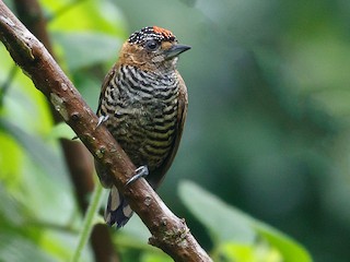  - Ochre-collared Piculet