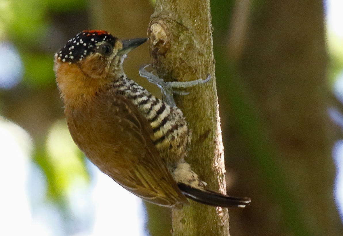 Ochre-collared Piculet - Dave Curtis
