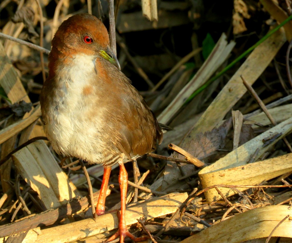 Red-and-white Crake - Diego Carús