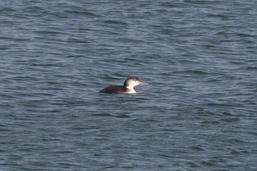 Common Loon - Griffin Richards