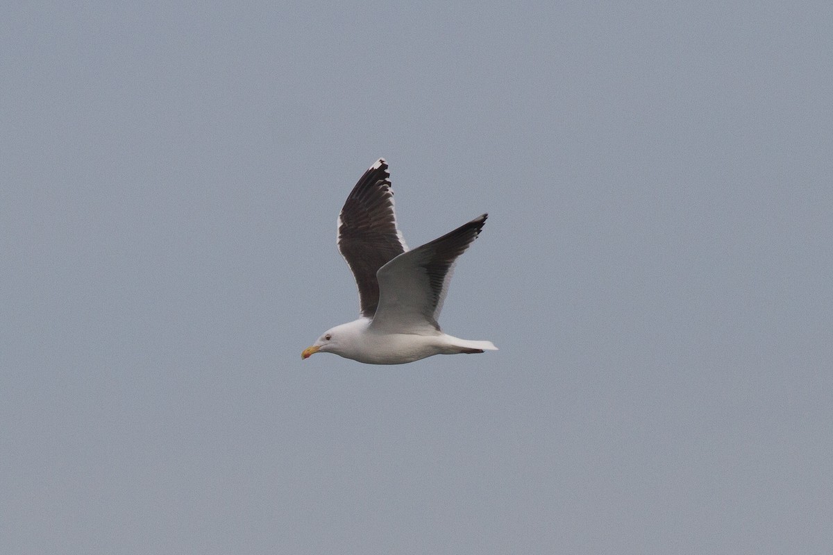 Great Black-backed Gull - Griffin Richards