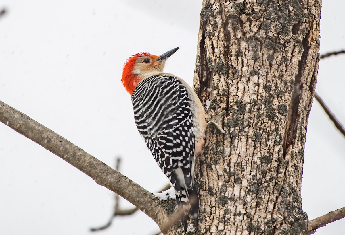 Red-bellied Woodpecker - Frank King