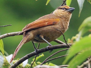  - Brown Tanager