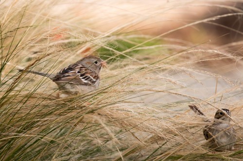 Field Sparrow - Alvaro Jaramillo