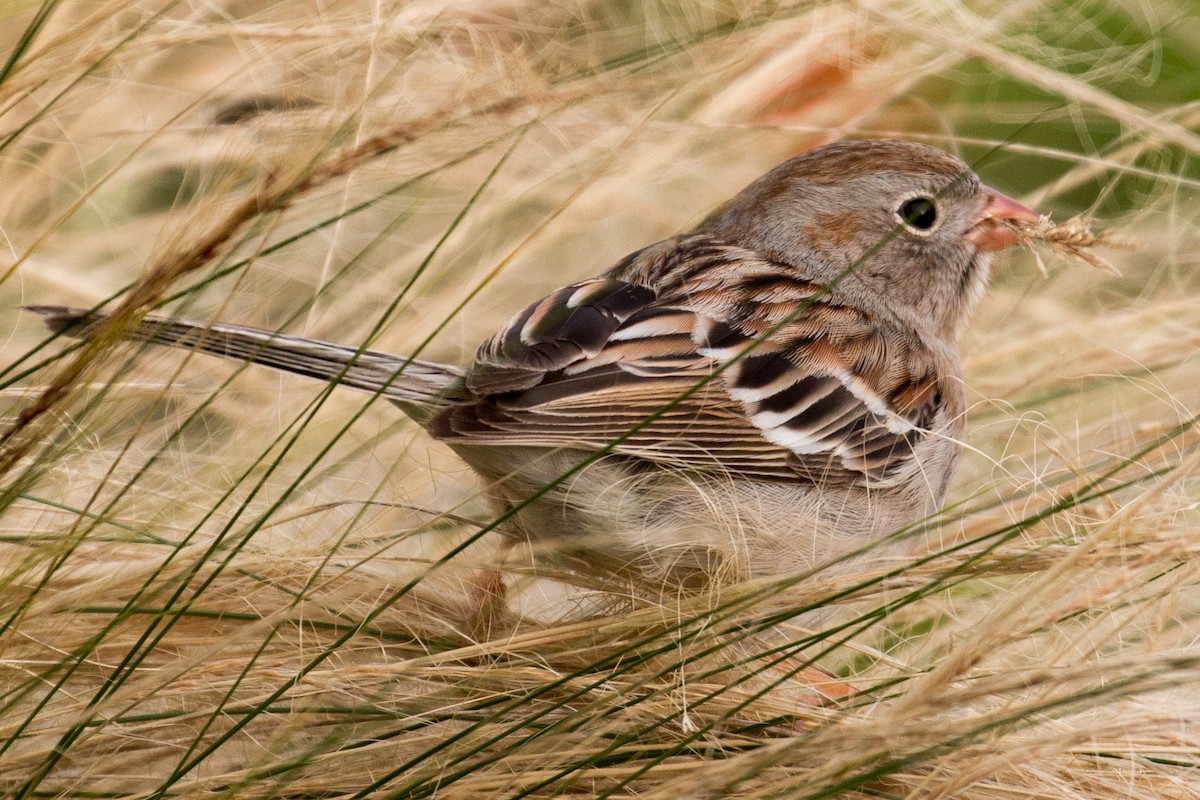 Field Sparrow - ML83866331