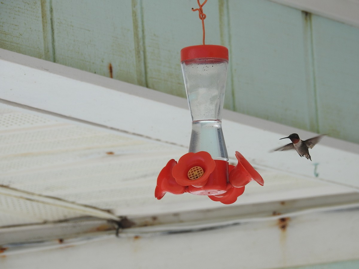 Ruby-throated Hummingbird - ML83866351