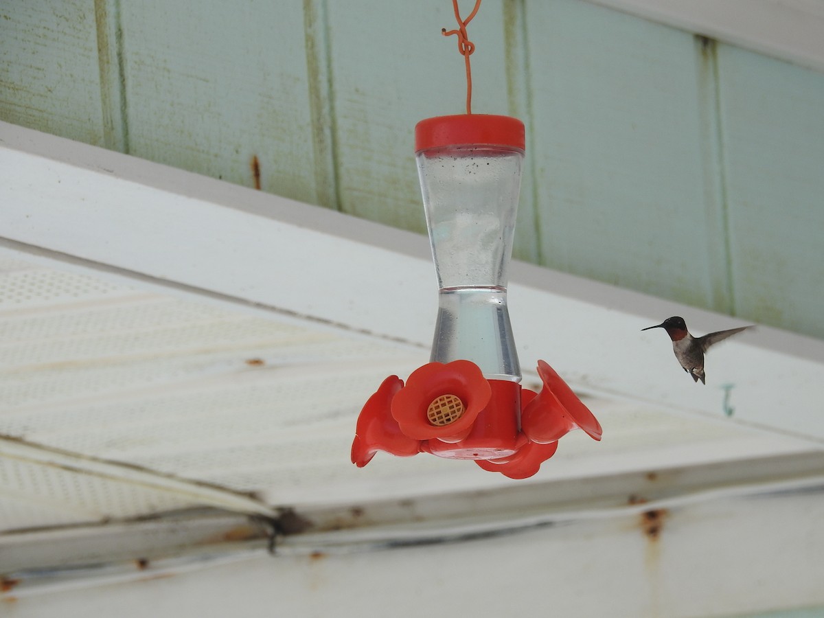 Ruby-throated Hummingbird - ML83866361
