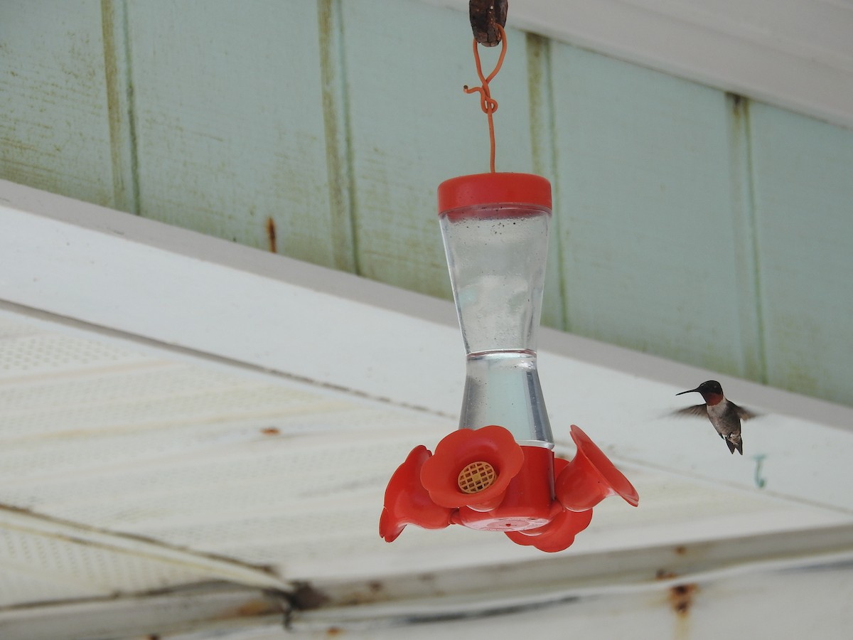 Ruby-throated Hummingbird - ML83866371