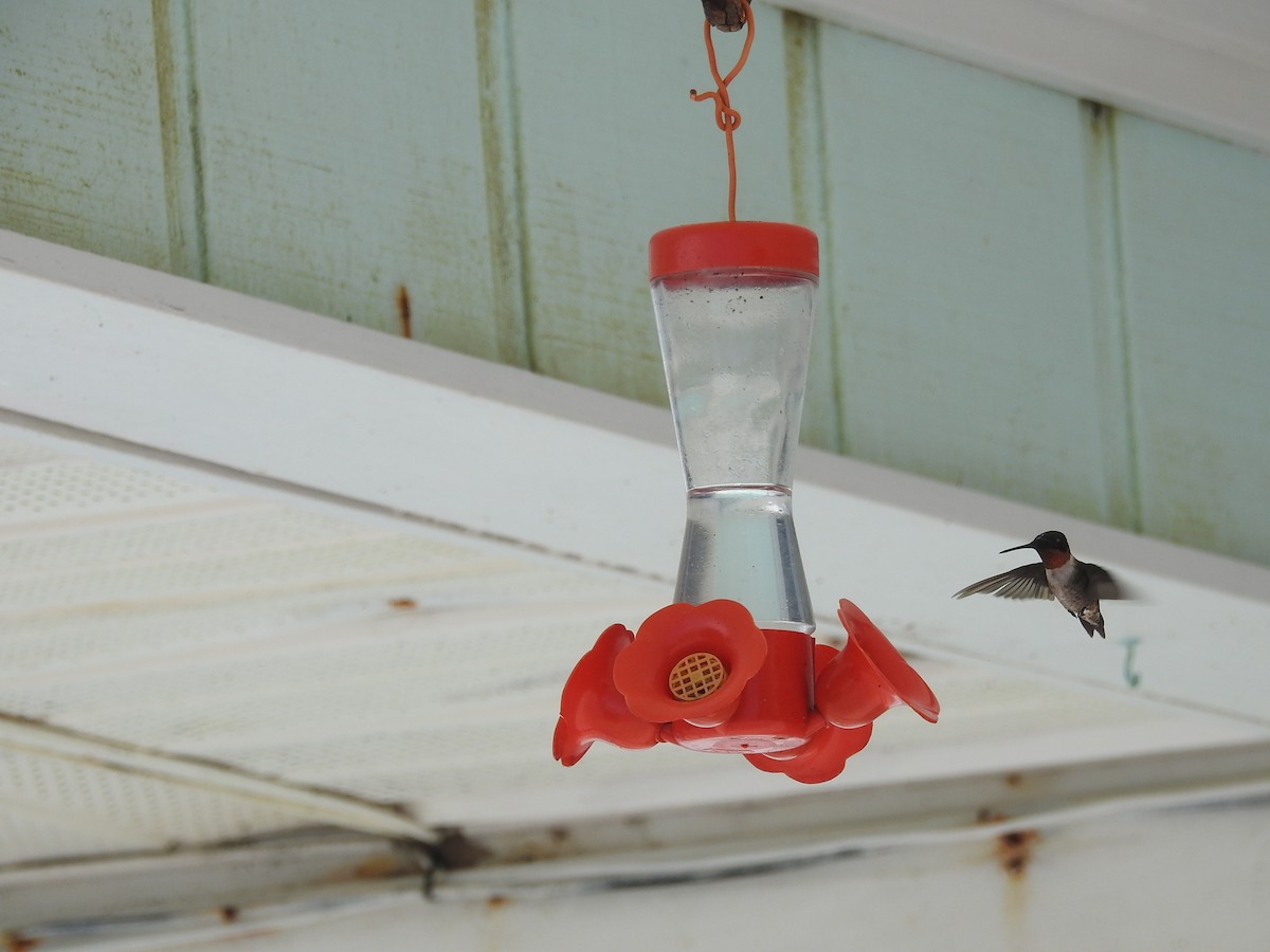 Ruby-throated Hummingbird - ML83866391