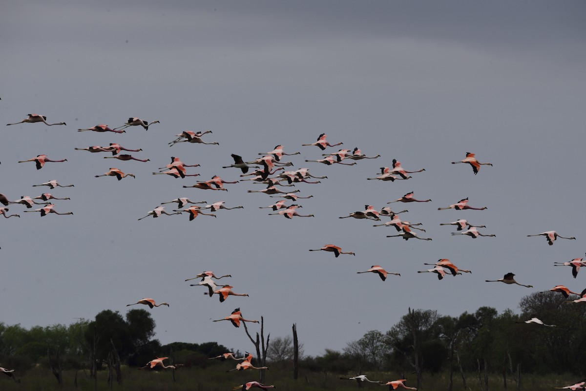 Andean Flamingo - Miguel Ansenuza