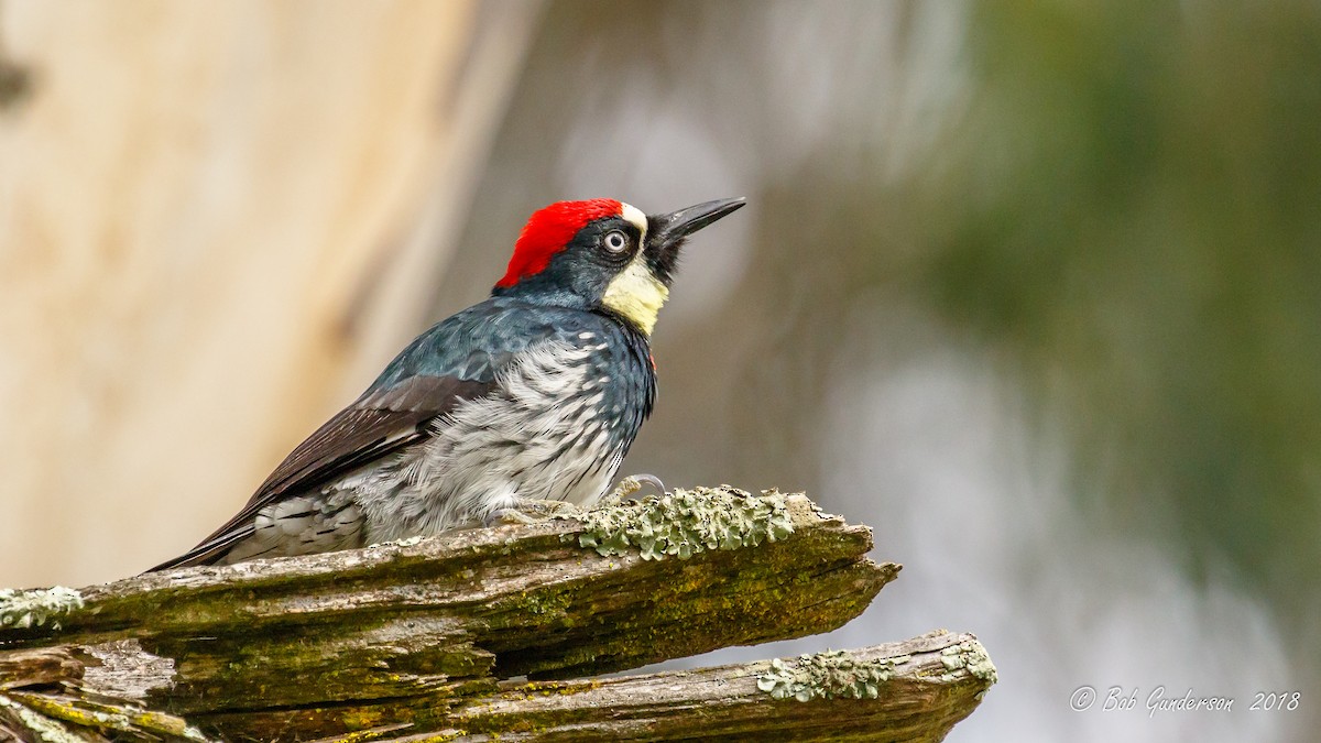 Acorn Woodpecker - Bob Gunderson