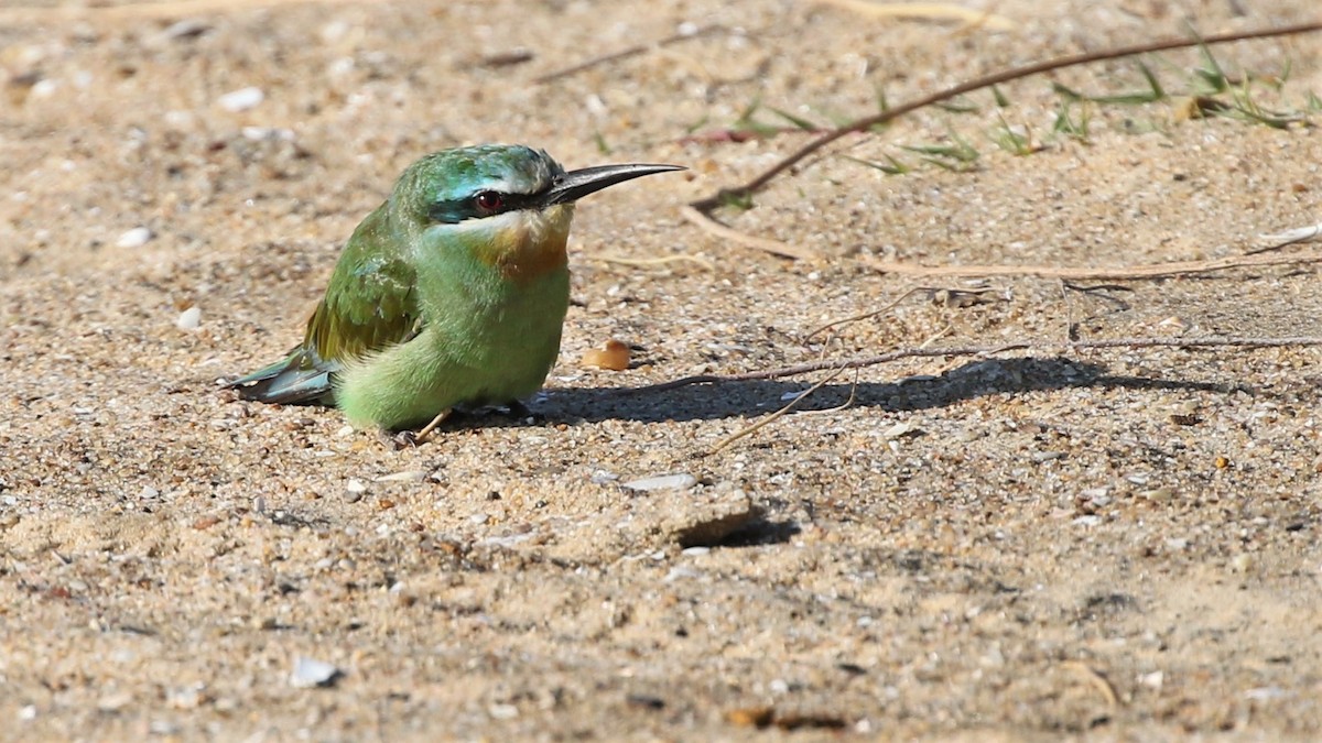 Blue-cheeked Bee-eater - Dean LaTray