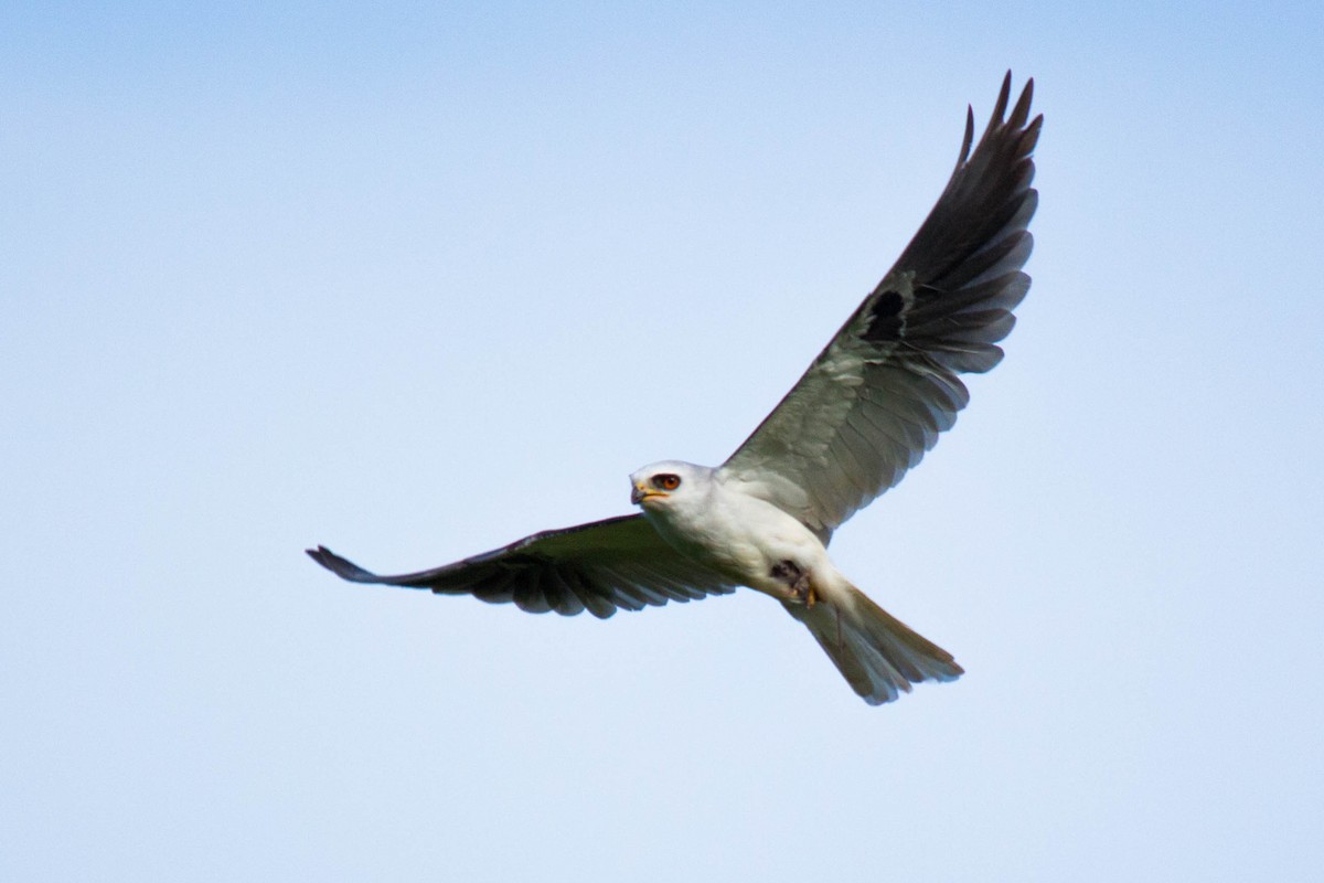 White-tailed Kite - João Vitor Andriola