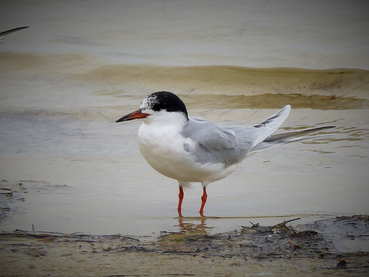 Forster's Tern - Ron Smith