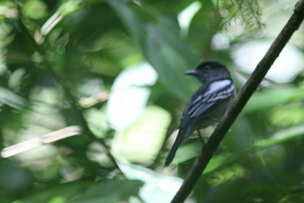 White-winged Becard - Larry Therrien
