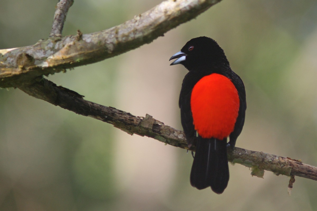 Scarlet-rumped Tanager (Cherrie's) - Larry Therrien
