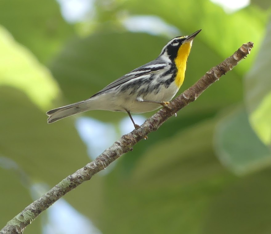 Yellow-throated Warbler - Robin Duska