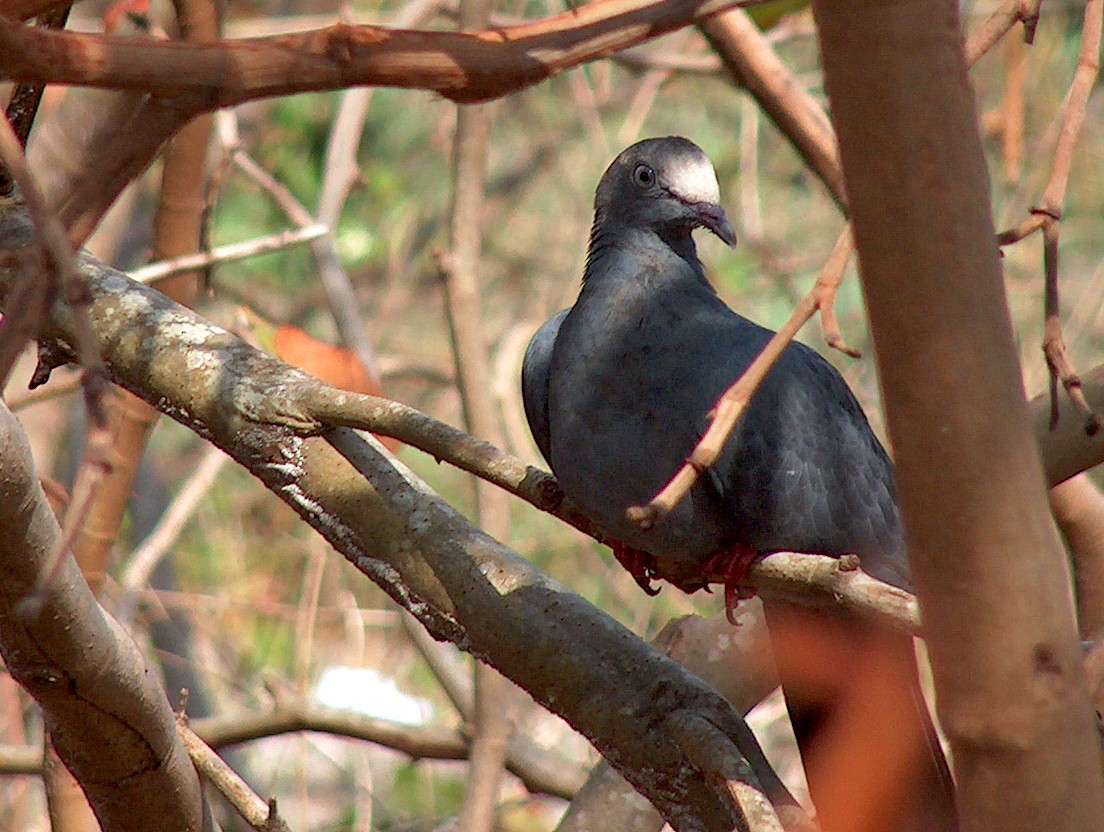 White-crowned Pigeon - Guiller Mina