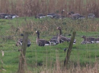 Lesser White-fronted Goose, ML83881071