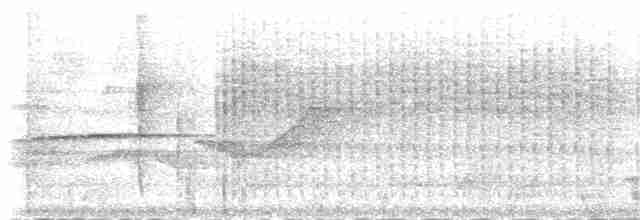 Белогрудый крапивник [группа prostheleuca] - ML83881361