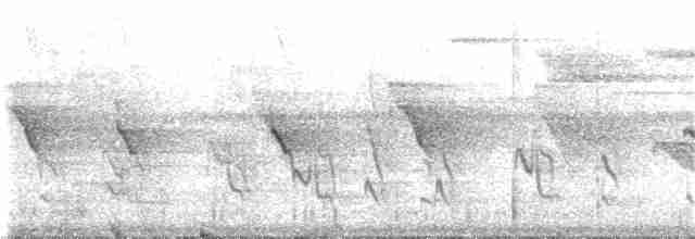 Tropfenflügel-Ameisenfänger [boucardi-Gruppe] - ML83881421