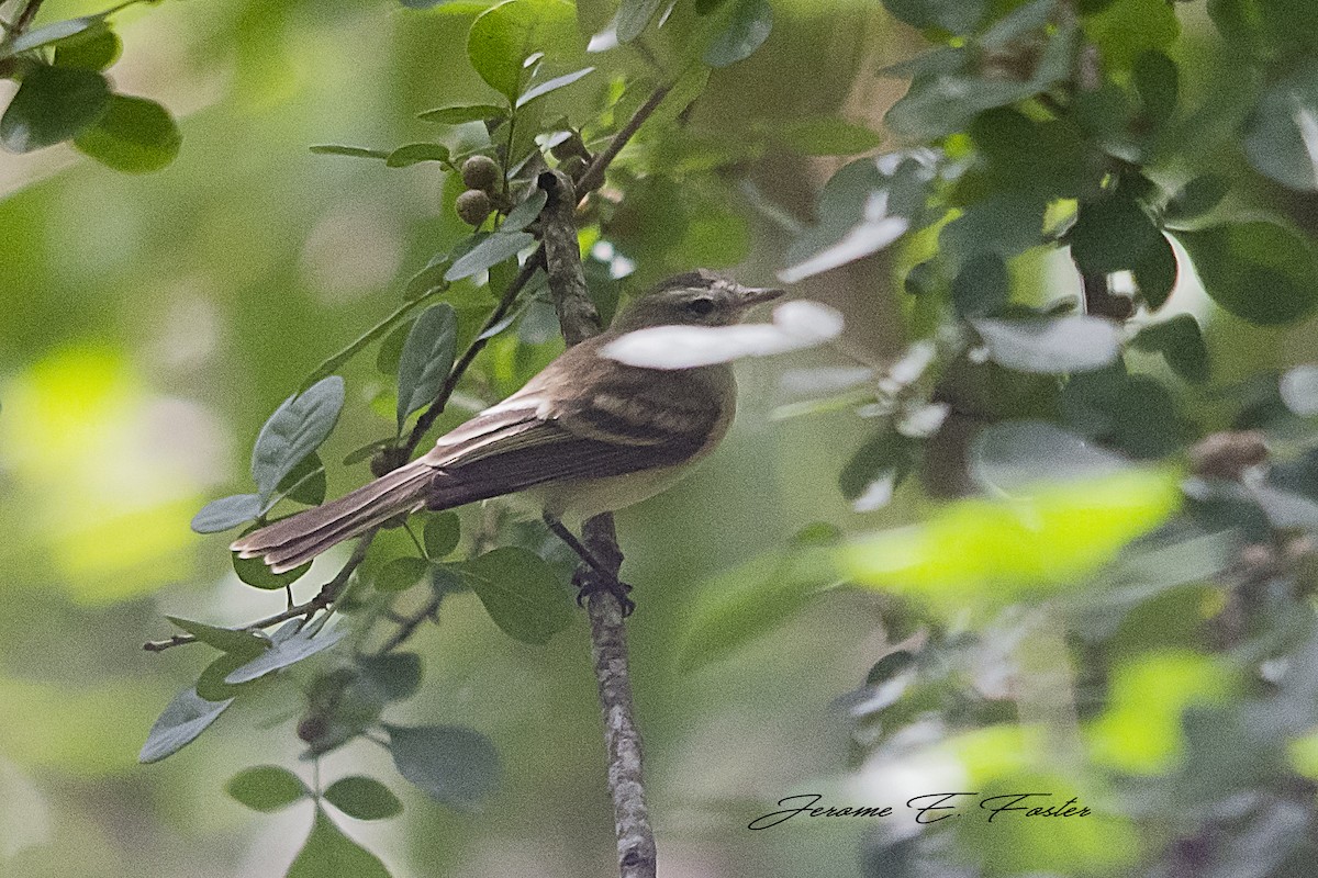 Northern Mouse-colored Tyrannulet - ML83881621