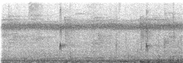 Колібрі-шаблекрил юкатанський (підвид pampa) - ML83881861