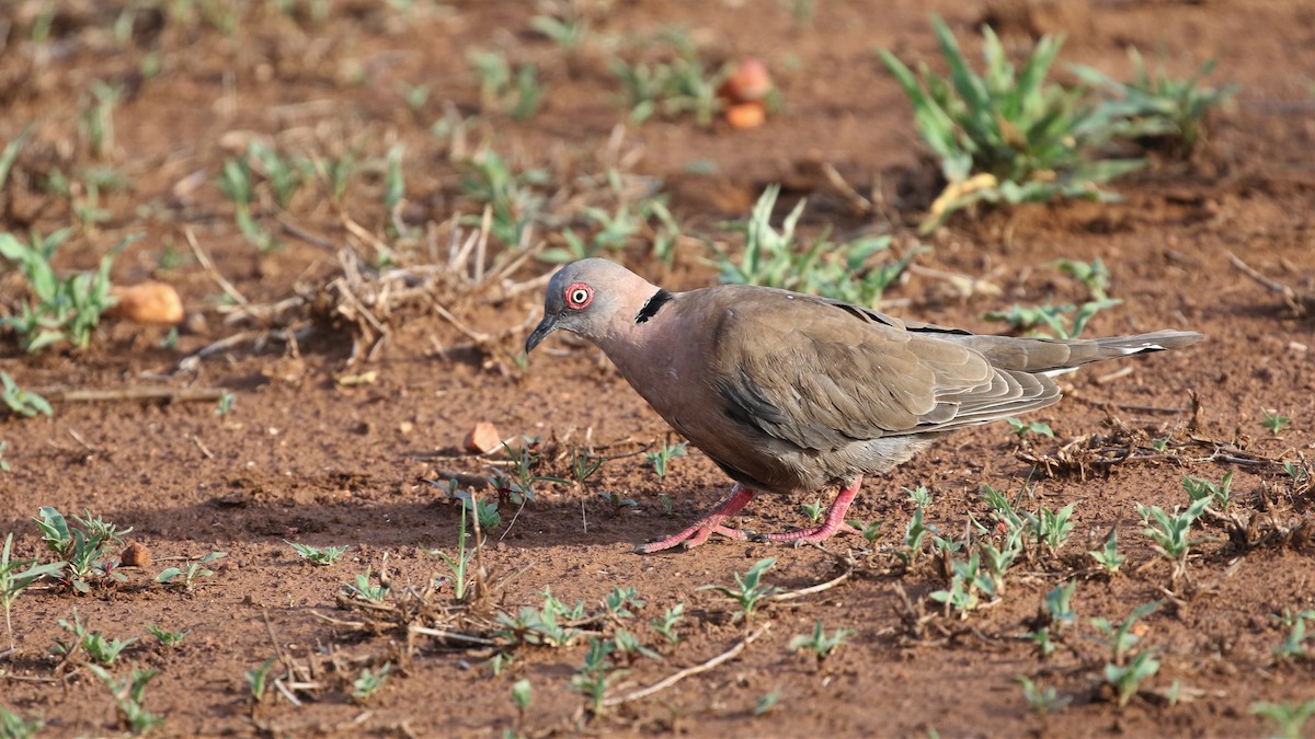 Mourning Collared-Dove - ML83882101