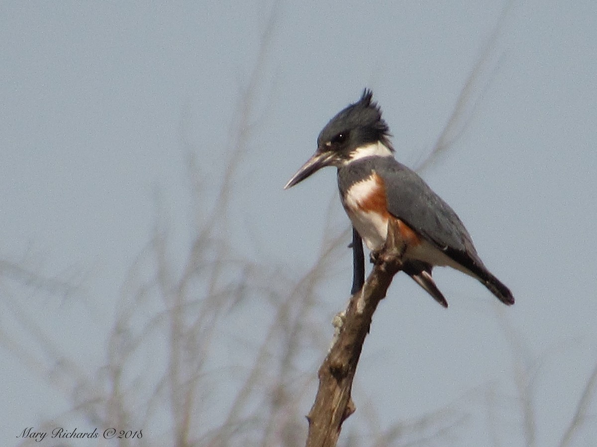 Belted Kingfisher - ML83883871