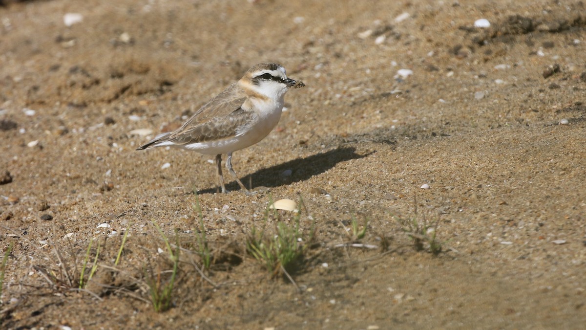 White-fronted Plover - ML83887901