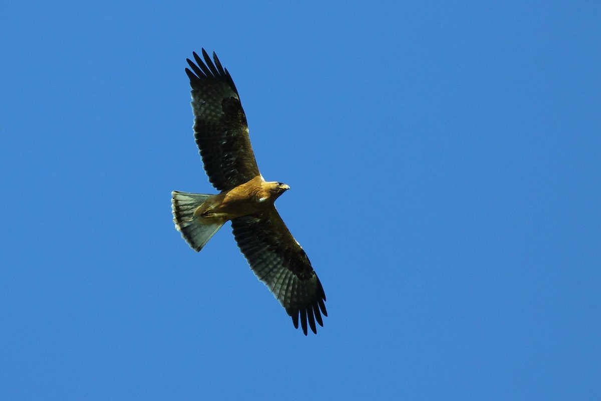 Booted Eagle - António Gonçalves