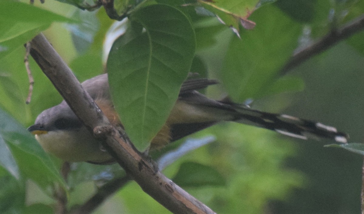 Mangrove Cuckoo - ML83895601