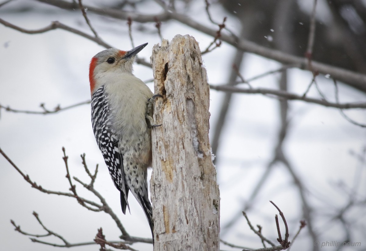 Red-bellied Woodpecker - Phillip Odum