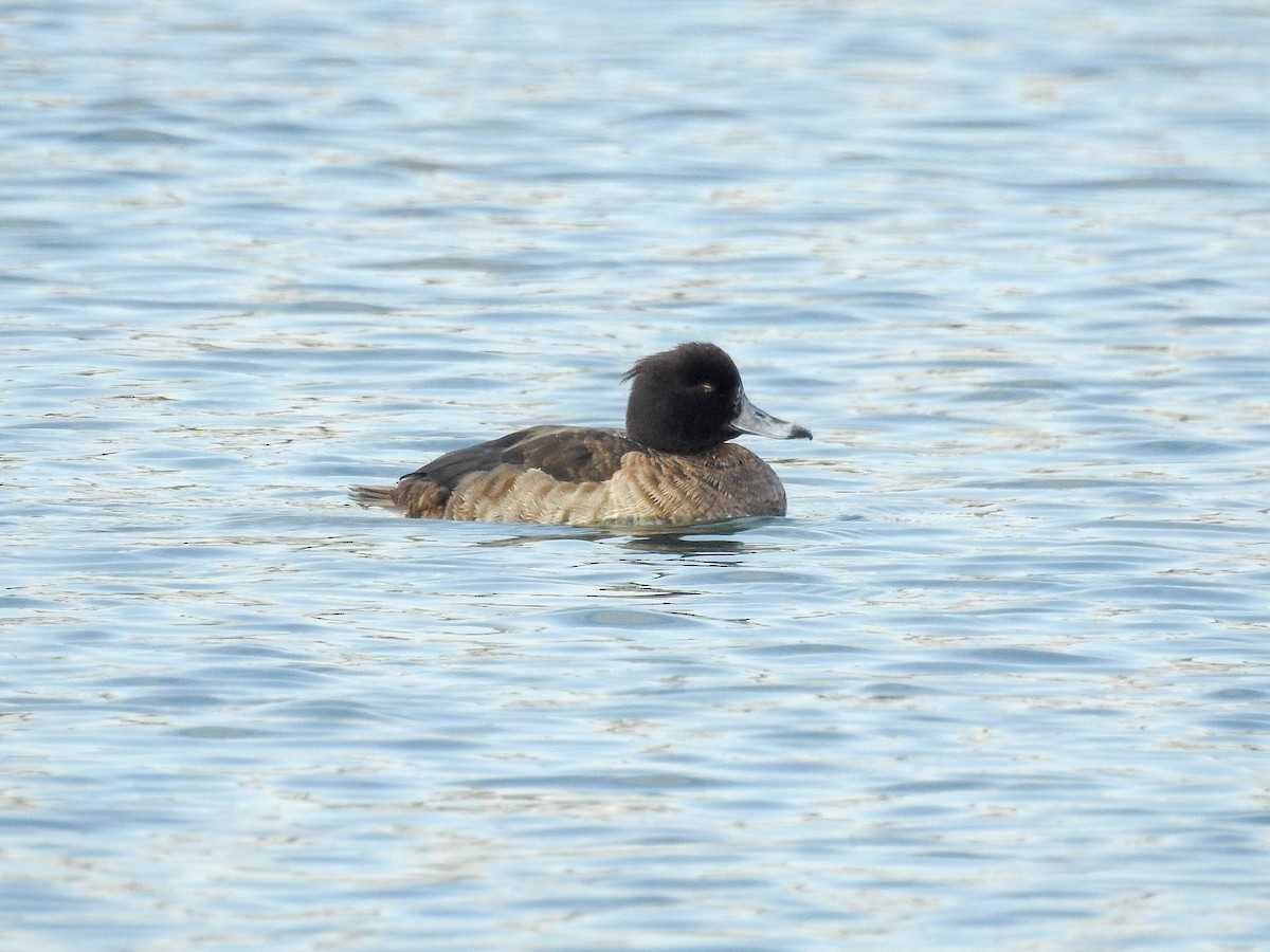 Tufted Duck - ML83896301