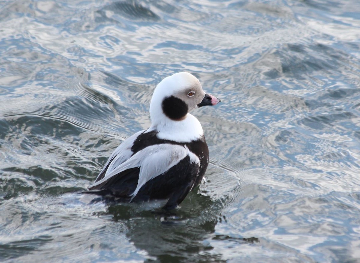 Long-tailed Duck - ML83897041